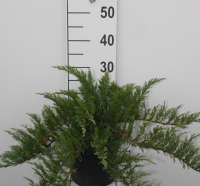 Juniperus sabina 'Tamariscifolia'   pot   25 30 cm