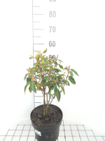 Kalmia latifolia   pot   25 30 cm