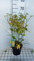 Kerria japonica 'Golden Guinea'   pot   40 50 cm
