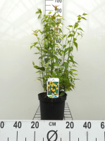 Kerria japonica 'Pleniflora'   pot   50 60 cm