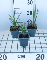 Kniphofia 'Alcazar'   pot 9x9 cm  