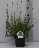 Lavandula angustifolia 'Dwarf Blue'   pot 2L (Lavendel)  