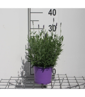 Lavandula angustifolia 'Hidcote'   pot 1,5L (Lavendel)  