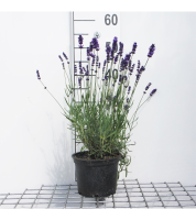 Lavandula angustifolia 'Hidcote'   Lavendel   pot 2L  