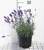 Lavandula angustifolia 'Hidcote'   pot 3L (Lavendel)  