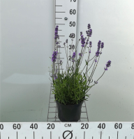 Lavandula angustifolia 'Munstead'   pot 3L (Lavendel)  