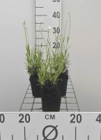 Lavandula angustifolia   pot 9x9 cm (Lavendel)  