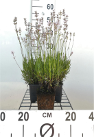 Lavendel rozebloeiend   pot 9x9 cm (Lavandula angustifolia 'Rosea')  