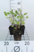 Lavatera 'Barnsley'   pot 9x9 cm  