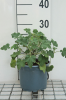 Lavatera 'Bredon Springs'   pot   25 30 cm
