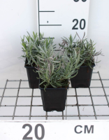 Lavandula x intermedia 'Dutch'   pot 9x9 cm (Lavendel)  