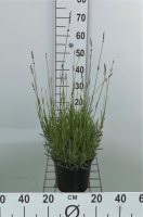 Lavandula x intermedia 'Dutch'   pot 3L (Lavendel)  