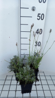 Lavendel witlboeiend   pot 9x9 cm (Lavandula x intermedia 'Edelweiss')  