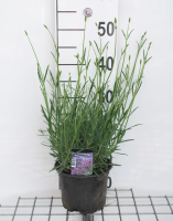 Lavandula x intermedia 'Grosso'   pot 2L  
