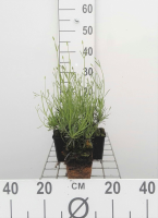 Lavandula x intermedia 'Grosso'   pot 9x9 cm  