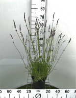 Lavandula x intermedia 'Grosso'   pot 3L  