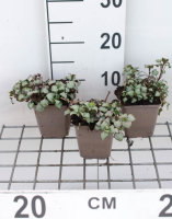 Lamium maculatum 'Beacon Silver'   pot 9x9 cm  