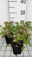 Lamium maculatum 'Roseum'   pot 9x9 cm  