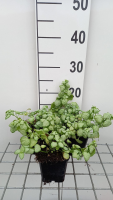 Lamium maculatum 'White Nancy'   pot 9x9 cm  