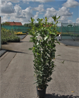 Laurus nobilis   pot 5L   100 125 cm  