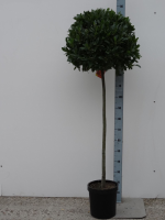 Laurus nobilis   pot 25L   bolvorm op stamhoogte 100cm   Diameter 50 55 cm  