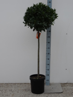Laurus nobilis   pot 5L   bolvorm op stamhoogte 80cm   Diameter 50 55 cm