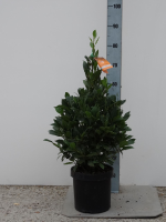 Laurus nobilis   pot 25L   80 90 cm   piramidevorm