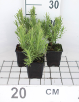 Lavandula pedunculata 'Papillon'   pot 9x9 cm (Kuiflavendel , Franse lavendel)  