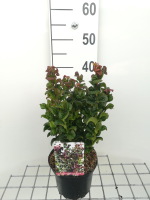 Leucothoe axillaris 'Curly Red'   pot   20 30 cm