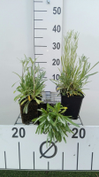 Leontopodium alpinum   pot 9x9 cm  