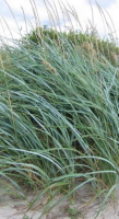 Leymus arenarius   pot 3L