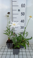 Leucanthemum 'Christine Hagemann'   pot 9x9 cm
