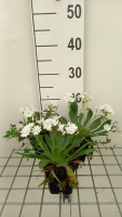Lewisia cotyledon   pot 9x9 cm