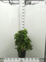 Leycesteria formosa 'Purple Rain'   pot   40 50 cm
