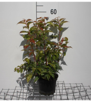 Leucothoe fontanesiana 'Rainbow'   pot   20 30 cm