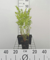 Levisticum officinale   Lavas   pot 9x9 cm  