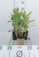 Leucanthemum 'Polaris'   pot 9x9 cm