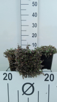 Leptinella potentillina   pot 9x9 cm