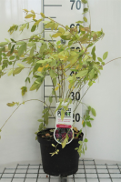 Lespedeza thunbergii   pot   40 50 cm