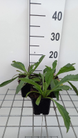 Leucanthemum 'Wirral Supreme'   pot 9x9 cm