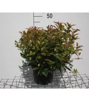 Leucothoe 'Zeblid' (Scarletta)   pot   20 25 cm  