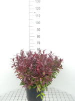 Leucothoe 'Zeblid' (Scarletta)   pot 10L   40 50 cm