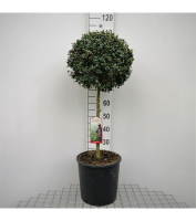 Ligustrum delavayanum   pot 18L   halfstam boom