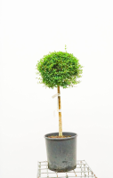 Ligustrum delavayanum   pot 15L   bolvorm op stamhoogte 60cm   Diameter 35 cm