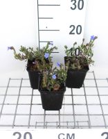 Lithodora diffusa 'Heavenly Blue'   Steenzaad   pot 9x9 cm  