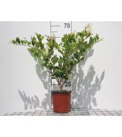 Ligustrum japonicum 'Texanum'   pot   30 40 cm