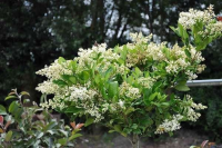 Ligustrum japonicum 'Texanum'   pot 18L   halfstam boom