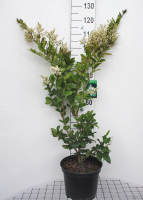 Ligustrum japonicum 'Texanum'   pot 10L   60 80 cm