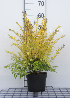 Ligustrum ovalifolium 'Lemon and Lime'   pot   25 30 cm