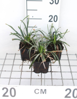 Liriope muscari 'Ingwersen'   pot 9x9 cm